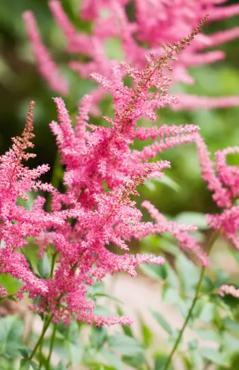 Introducing a Trio of New Astilbe!
