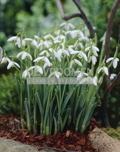 Galanthus Ikariae | 100 pcs