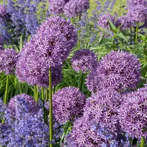 Alliums Alliums