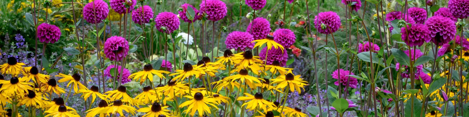 De Vroomen Garden Products