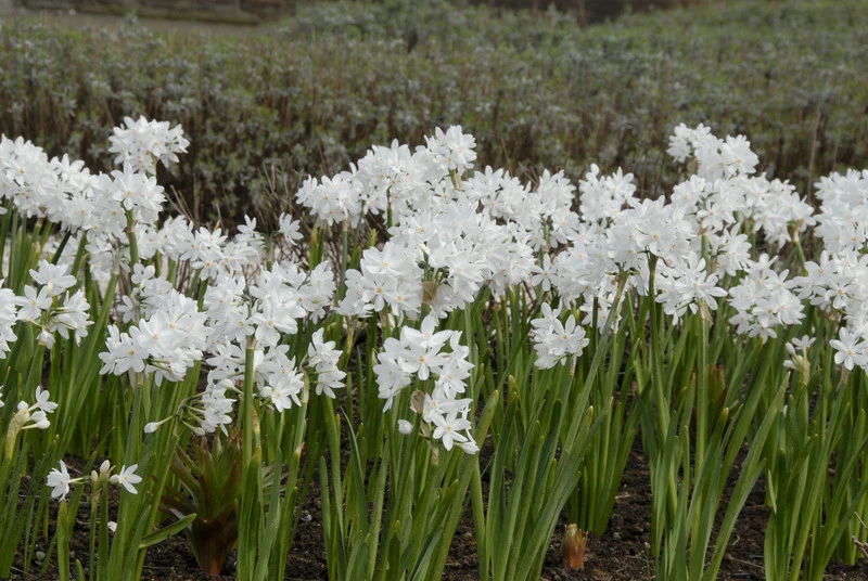 Brighten Winter with Paperwhite Blooms