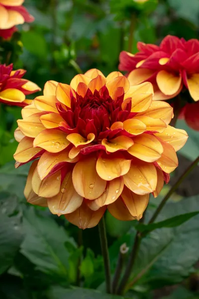 Dahlias Done Beautifully