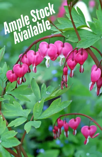 Dicentra: Care & Growing Tips