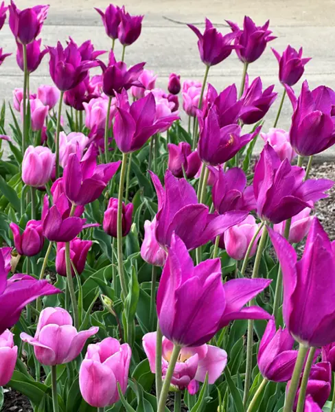 Fall Planting Time is Near!