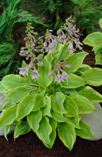 Hostas! Hostas! Hostas! Oh My!