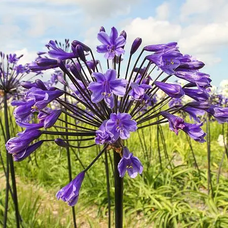 Introducing Agapanthus Black Buddhist