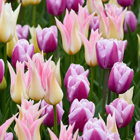 Introducing Our Exciting New Tulip Blends