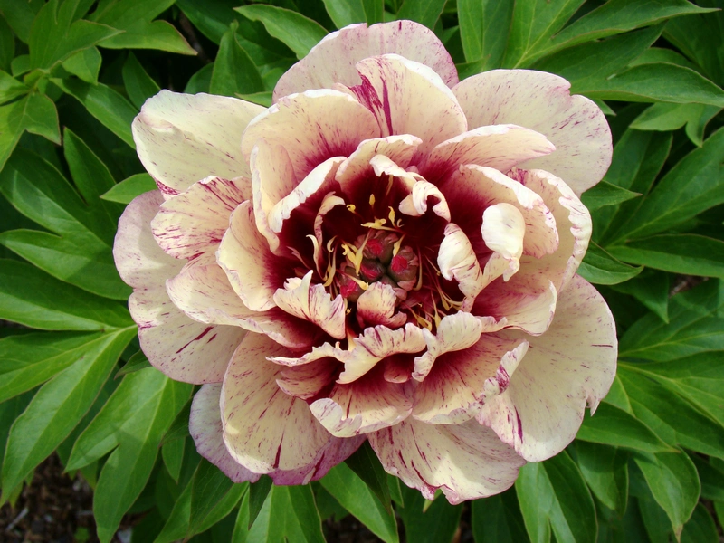 Peonies Back in Stock for Fall Delivery