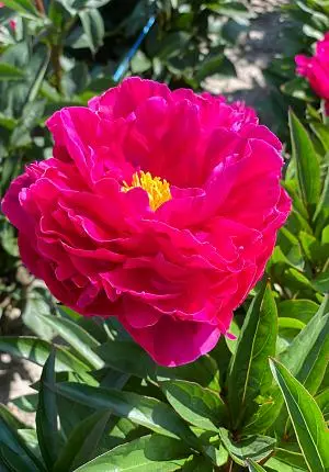 Peonies: Get Yours Today!