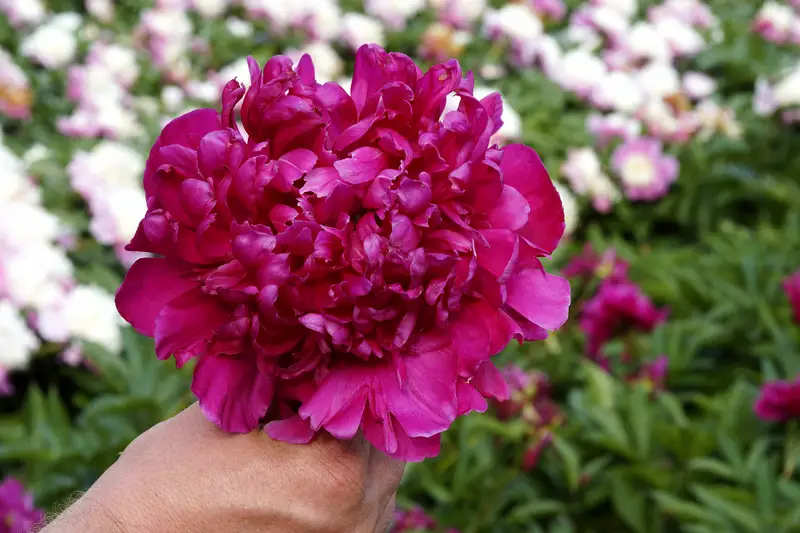 Plant Peonies This Fall for Stronger, Longer-Lasting Blooms