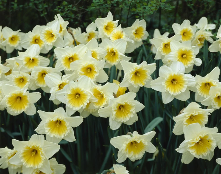 The Simplicity and Beauty of Daffodils