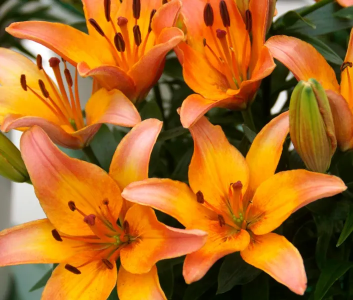 We're Clearing Out the Coolers