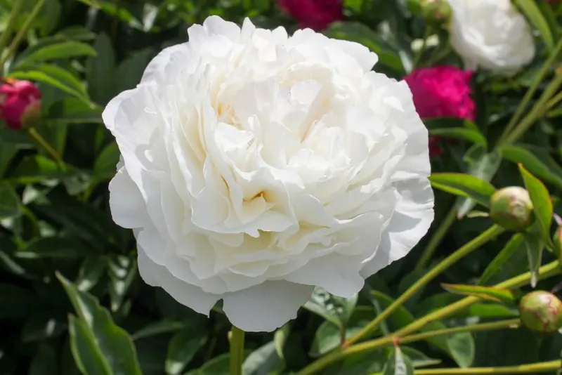 YES, We Do Love Our Peonies!
