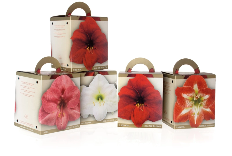 Your Favorite Amaryllis Await!