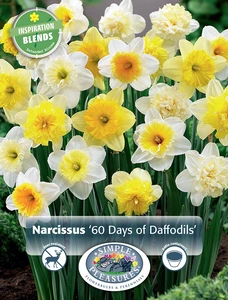 60 Days of Narcissus | Cappers 20 x 15