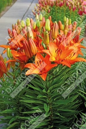 Lilium Abbeville's Pride | 50 pce