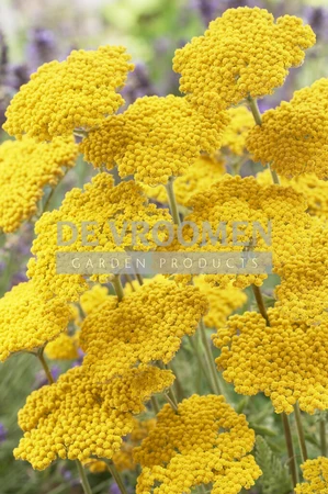 Achillea Coronation Gold