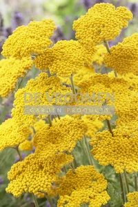 Achillea Coronation Gold