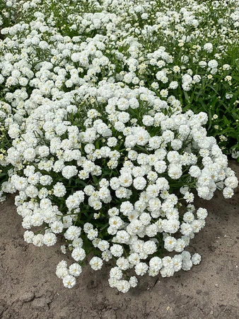 Achillea Diadem