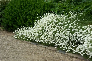 Achillea Noblesse