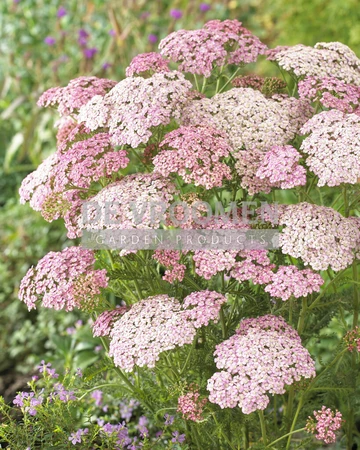 Achillea Rainbow Ending Blue