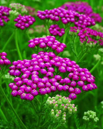 Achillea Summerwine