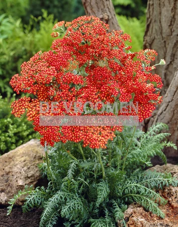 Achillea Walther Funcke