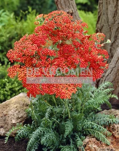 Achillea Walther Funcke