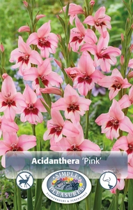 Acidanther Pink | Capper 5 x 16