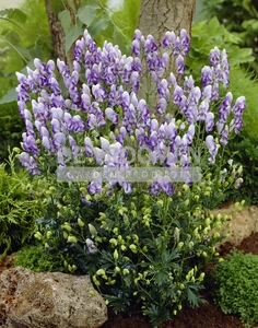 Aconitum Bicolor | 25 pce