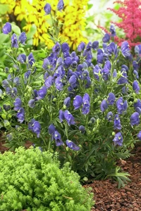 Aconitum Blue Lagoon