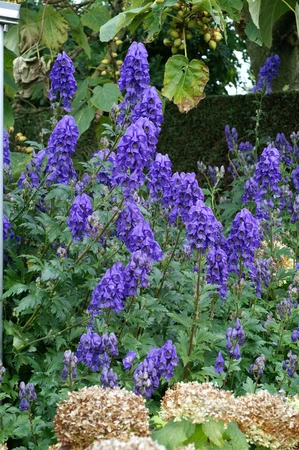 Aconitum Napellus