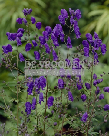 Aconitum Spark's Variety