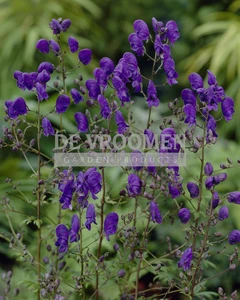 Aconitum Spark's Variety | 25 pce