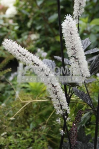 Actaea Atropurpurea