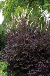 Actaea Black Negligee