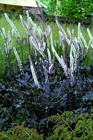 Actaea Brunette