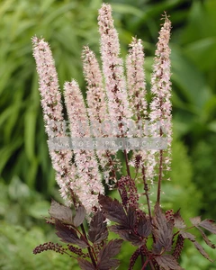 Actaea Pink Spike