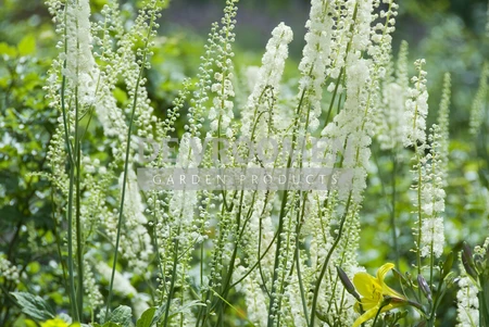 Actaea racemosa