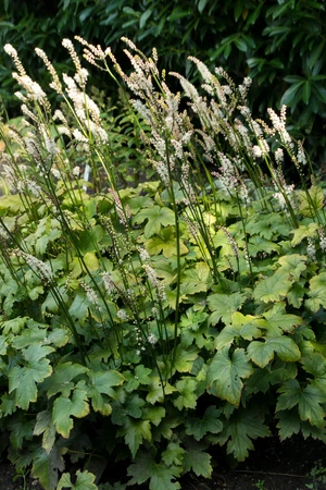 Actaea Silver Dance