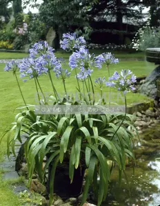 Agapanthus Black Buddha | 150 pce