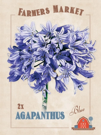 Agapanthus Blue | Capper 5 x 16