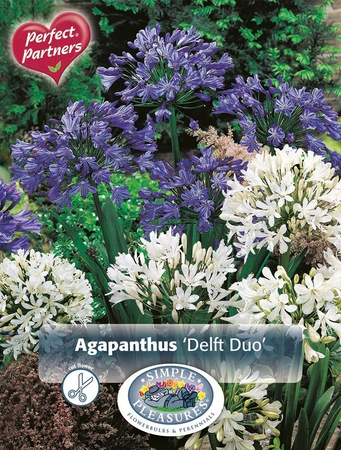 Agapanthus Delft Duo | Capper 5 x 16