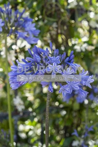 Agapanthus Dr Brouwer