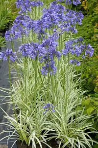 Agapanthus Silver Moon PBR