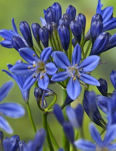 Agapanthus Summer Love Blue