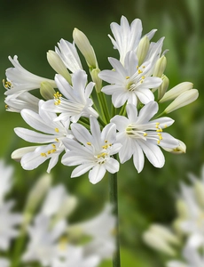 Agapanthus Summer Love White