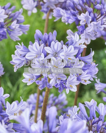 Agapanthus Valencia