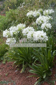 Agapanthus White Superior