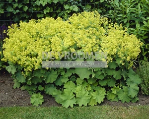 Alchemilla Mollis